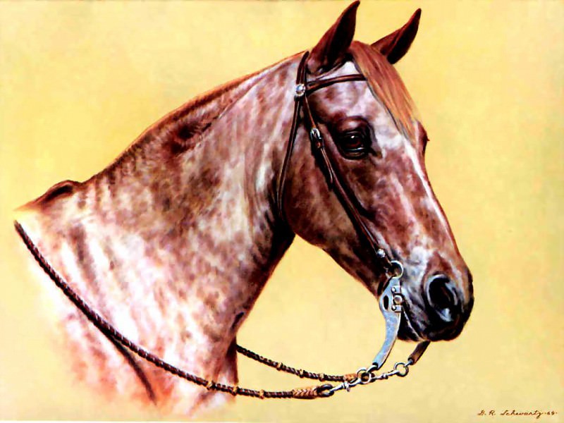illustrated horse. Donald Schwartz