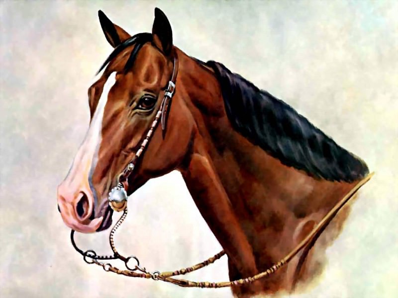 Лошадь в качестве иллюстрации. Дональд Шварц