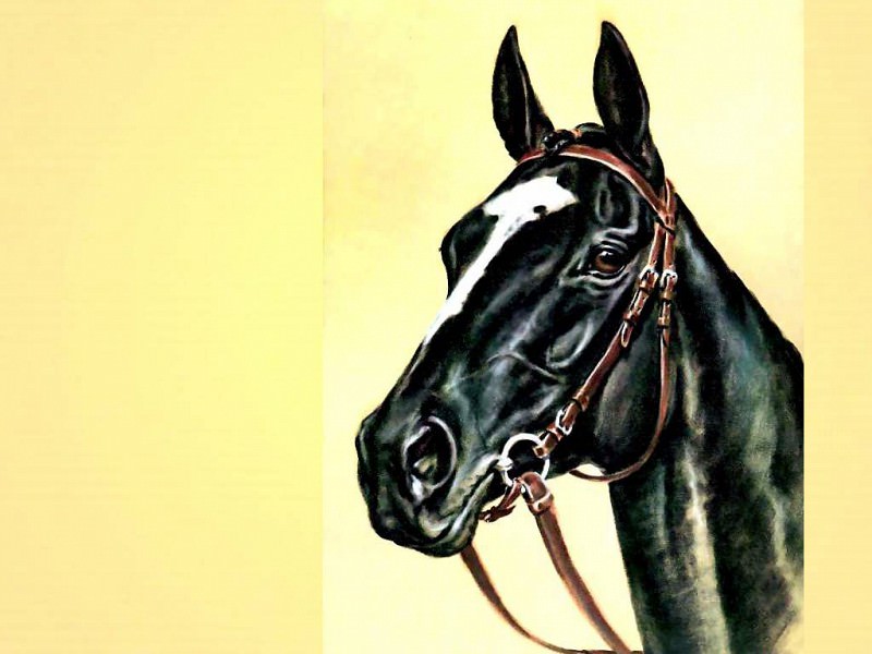 illustrated horse. Donald Schwartz