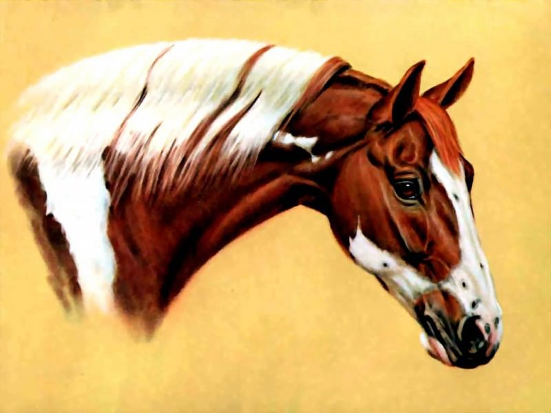 Лошадь в качестве иллюстрации 01. Дональд Шварц