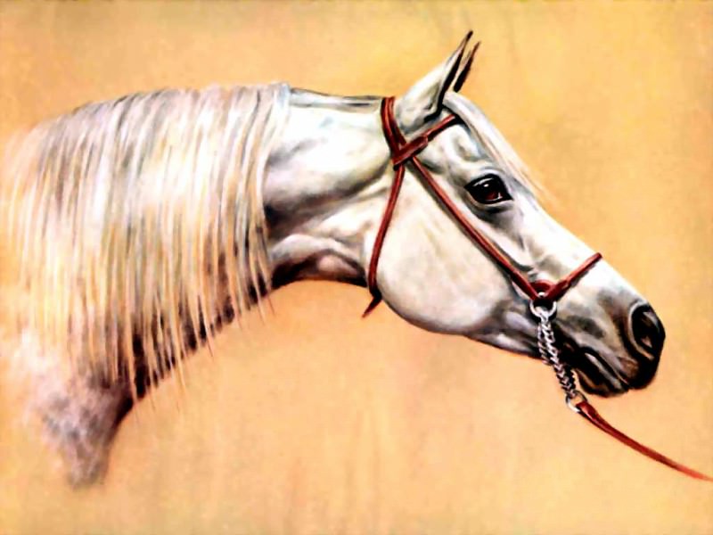 Лошадь в качестве иллюстрации. Дональд Шварц
