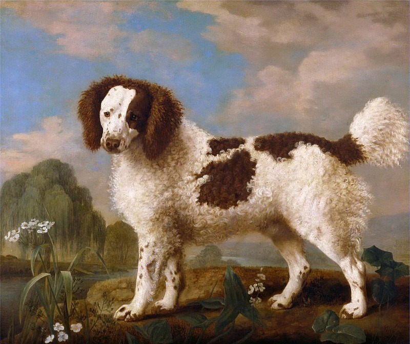 Brown and White Norfolk or Water Spaniel. George Stubbs