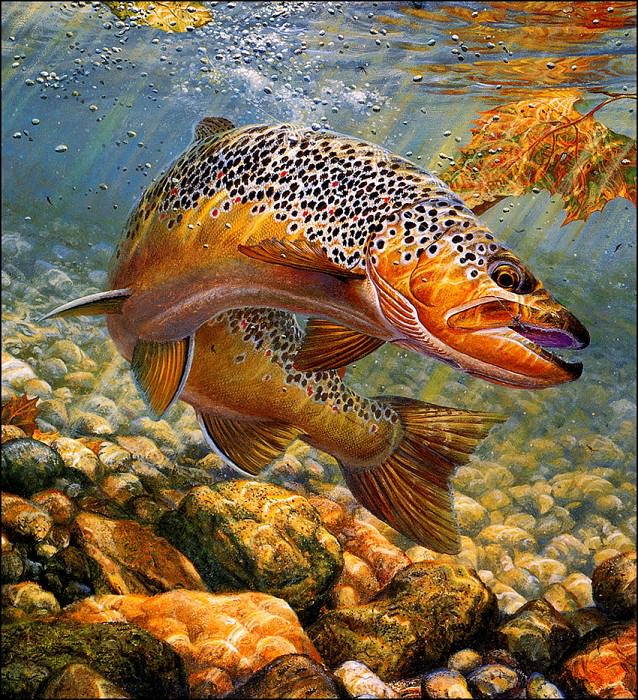 bs-na- Mark Sussino- Duped- Brown Trout. Марк Суссино