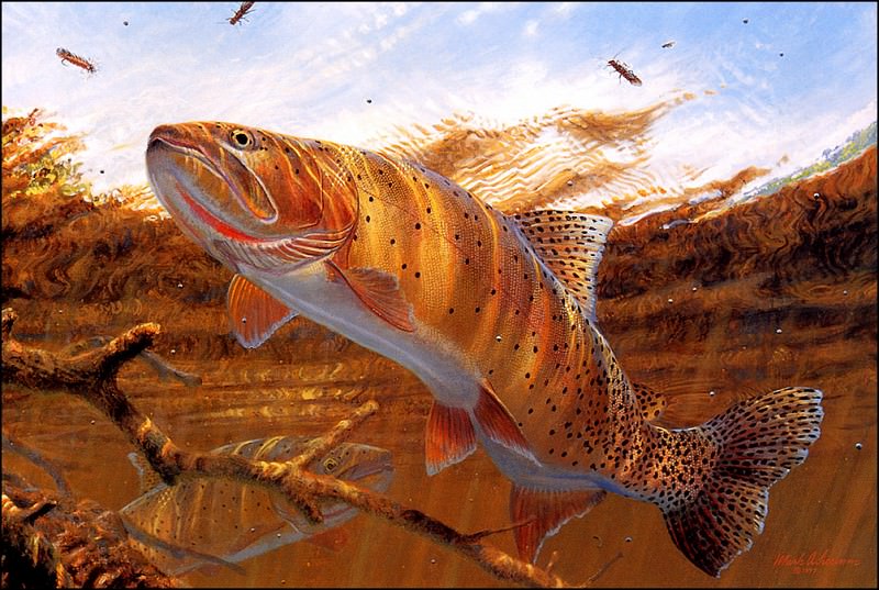 bs-na- Mark Sussino- Matching The Hatch- Cutthroat Trout. Марк Суссино