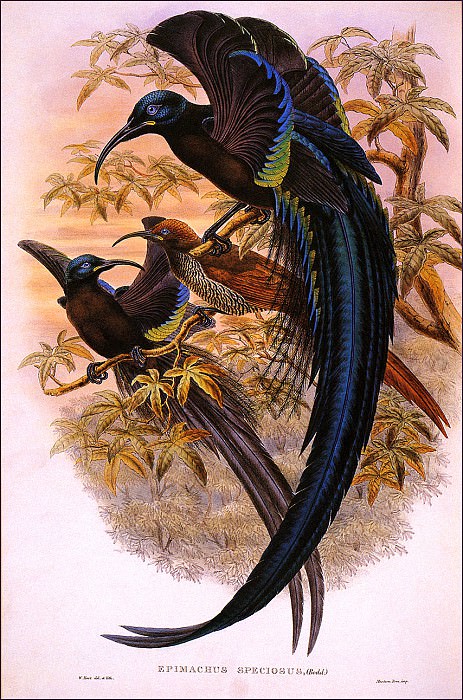Черная райская птица с кривым клювом. Уильям Харт Серп