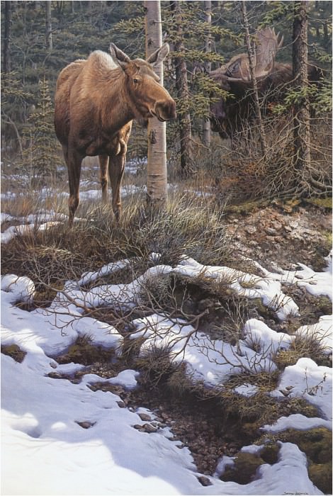 Moose HiddenAdmirer ec. John Seerey-Lester
