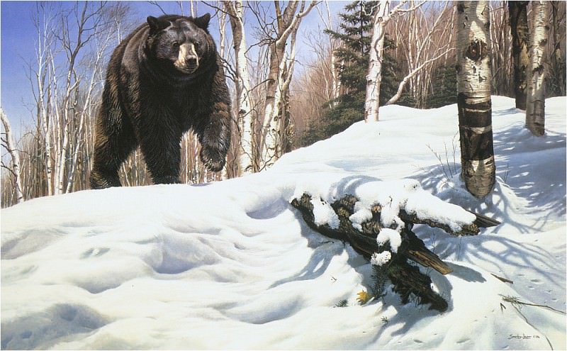 Разрушая снежный покров - черный медведь. Джон Сирей-Лестер