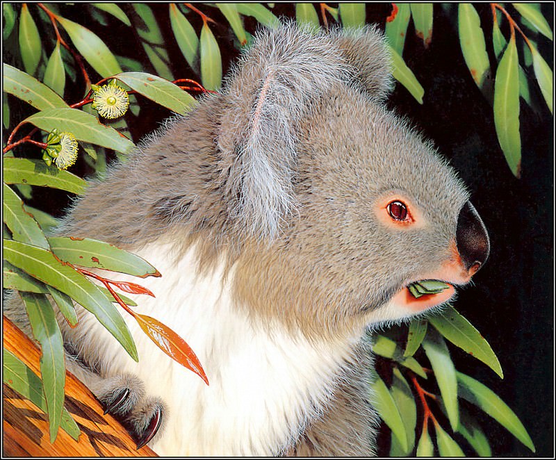 pa AGA 01 KevinStead Koala. Kevin Stead