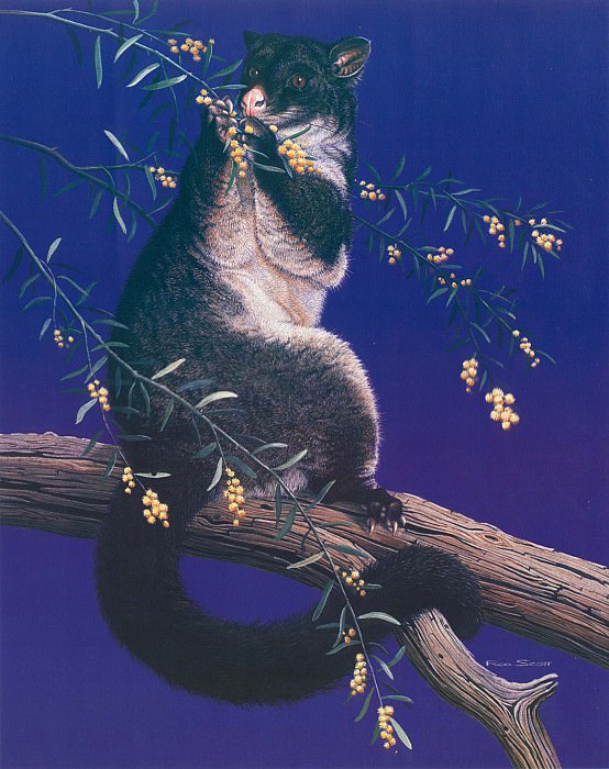 Oz AGls028 Rod Scott Brushtail Possum. Rod Scott