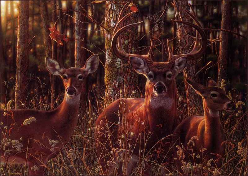 Woodland Shadows- Whitetail Deer. Jay Kemp