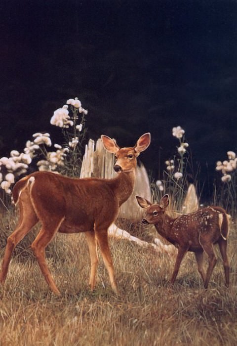 Bob Travers - SK Wildlife Federation Card-Deer, De. Боб Траверс