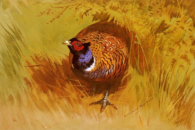 Thorburn Archibald A Cock Pheasant. Арчибальд Торберн