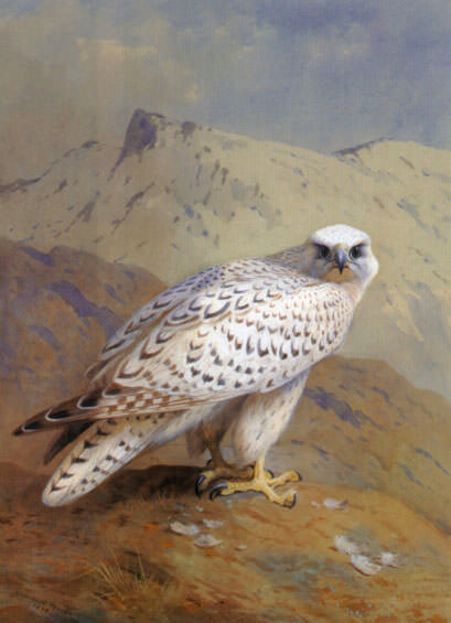 A Greenland or Gyr Falcon. Archibald Thorburn
