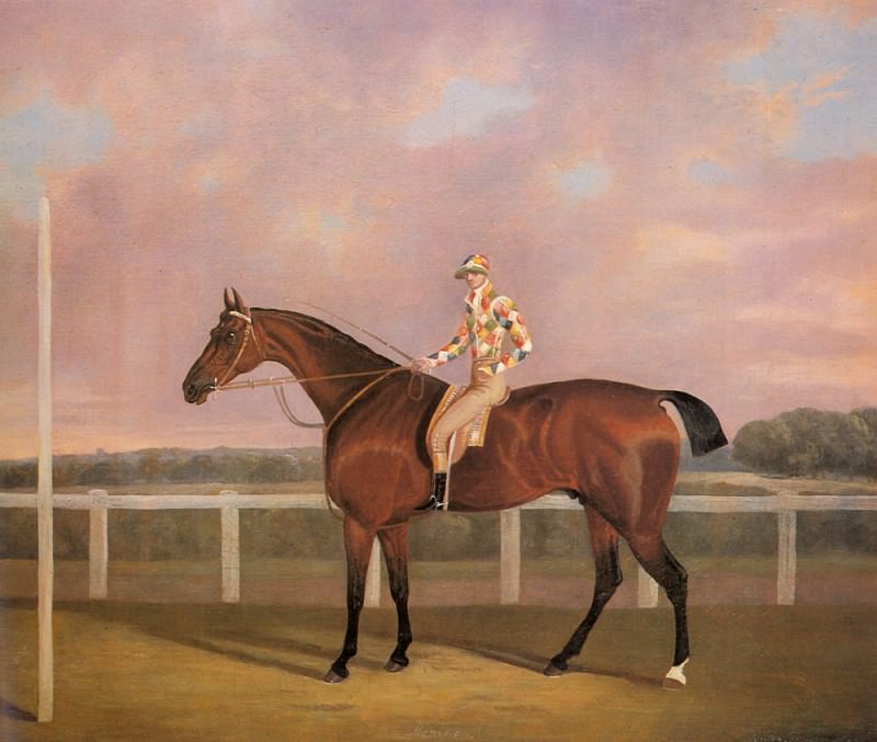 Tomson Clifton Memnon a Chestnut Racehorse With Jockey Up. Клифтон Томсон