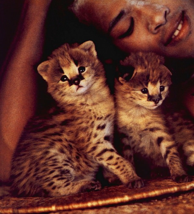 lrs Vavra Cheetah Cubs. Гепард Вавра