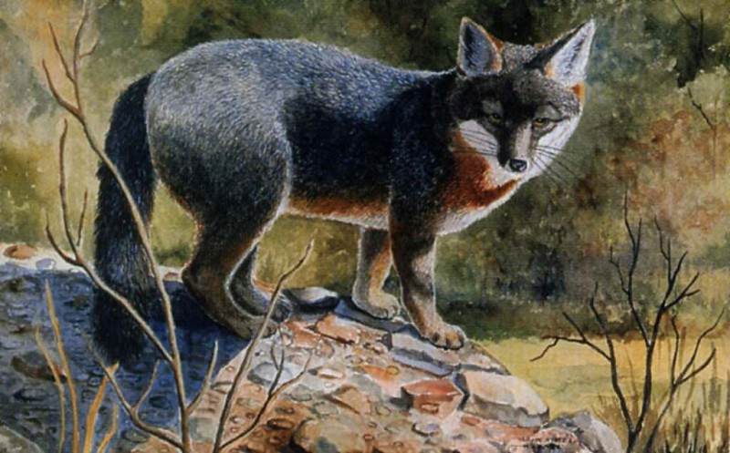 Esther Versch - Grey Fox, De. Esther Versch