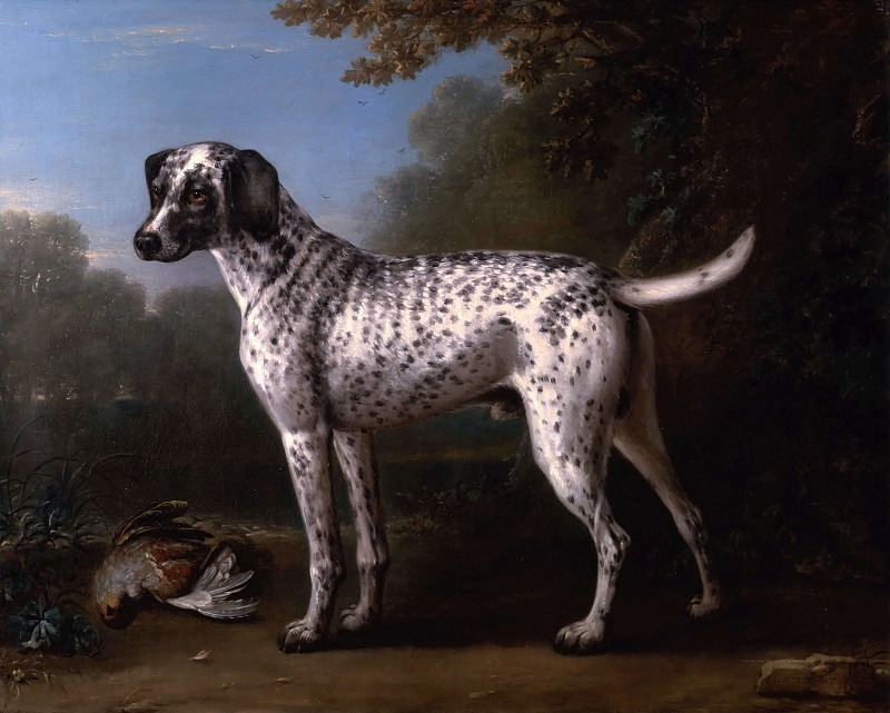 A Grey Spotted Hound. John Wootton