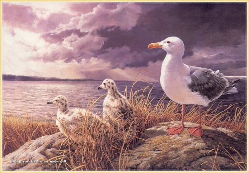WilsonMarla-The Claucous Winged Gull-WeaRSCC. Марла Уилсон