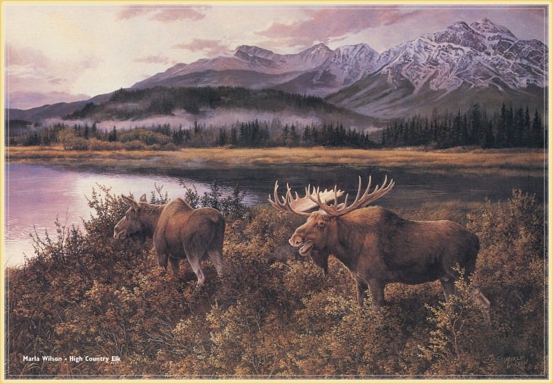 WilsonMarla-High Country Elk-WeaRSCC. Marla Wilson