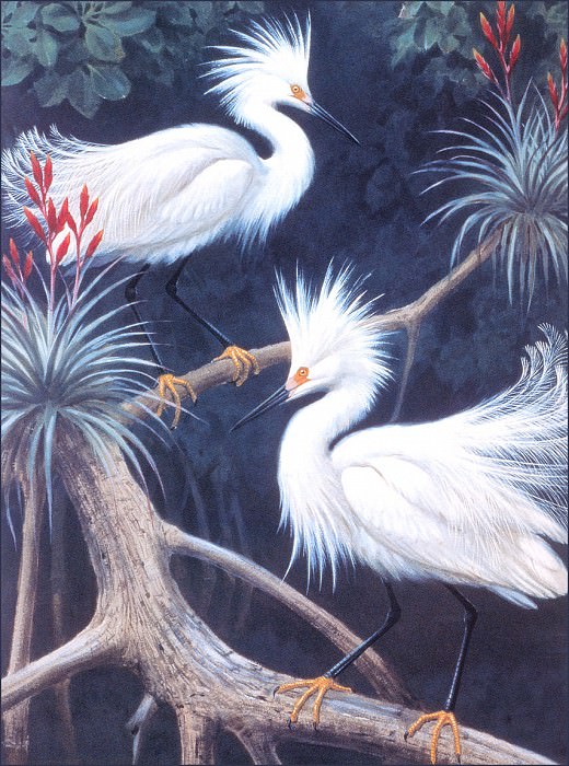 bs-na- Walter A Weber- Snowy Egrets. Уолтер Вебер