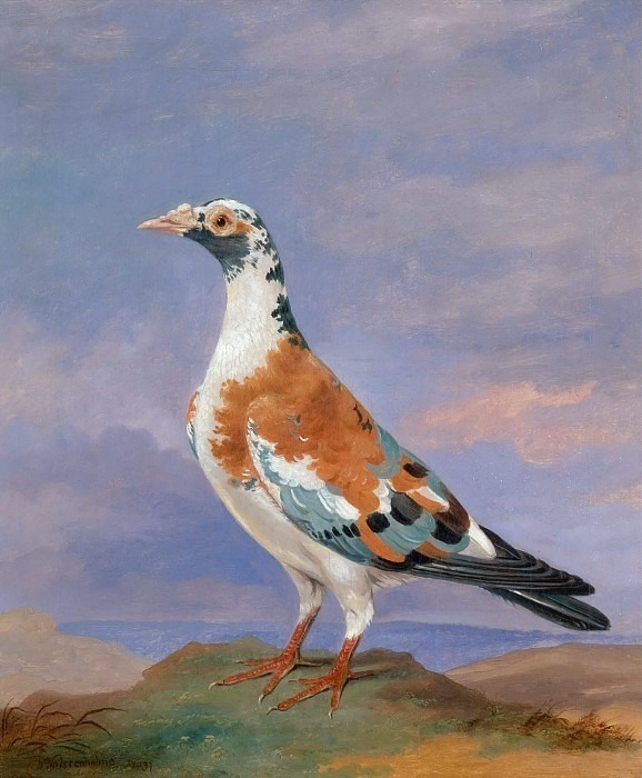 Studies of carrier pigeon. Jr Dean Wolstenholme