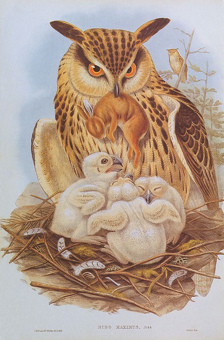 bs-na- Josef Wolf- Eagle Owl. Джозеф Вольф