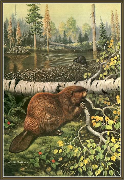 cr WalterWebber-08-Beavers. Вальтер Уэббер