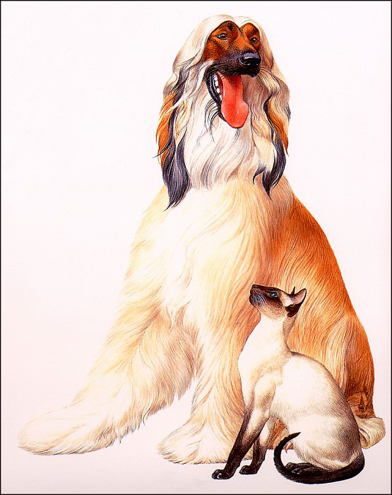 bs-ill- Peter Warner- Afghan Hound And Sealpoint Siamese. Питер Уорнер