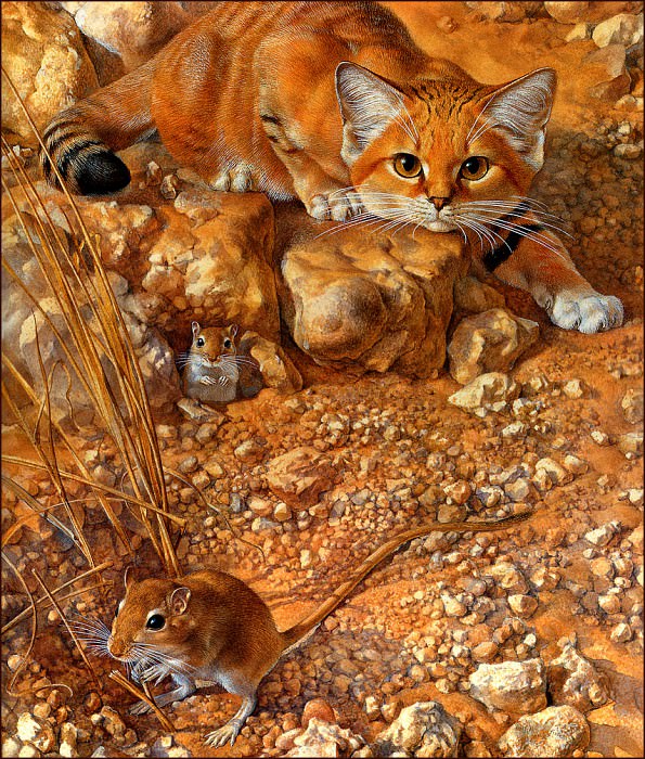 bs-na- Peter Warner- Sand Cat. Питер Уорнер