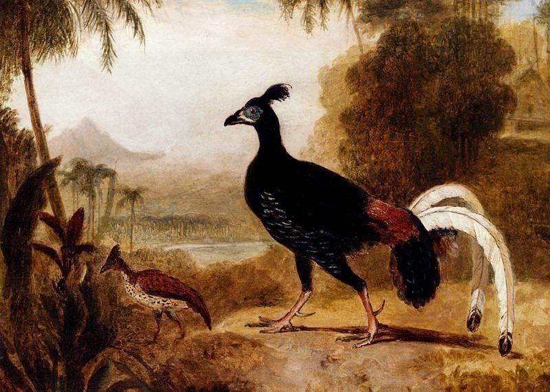 Огненный фазан с острова Ява. Уильям Даниэлл