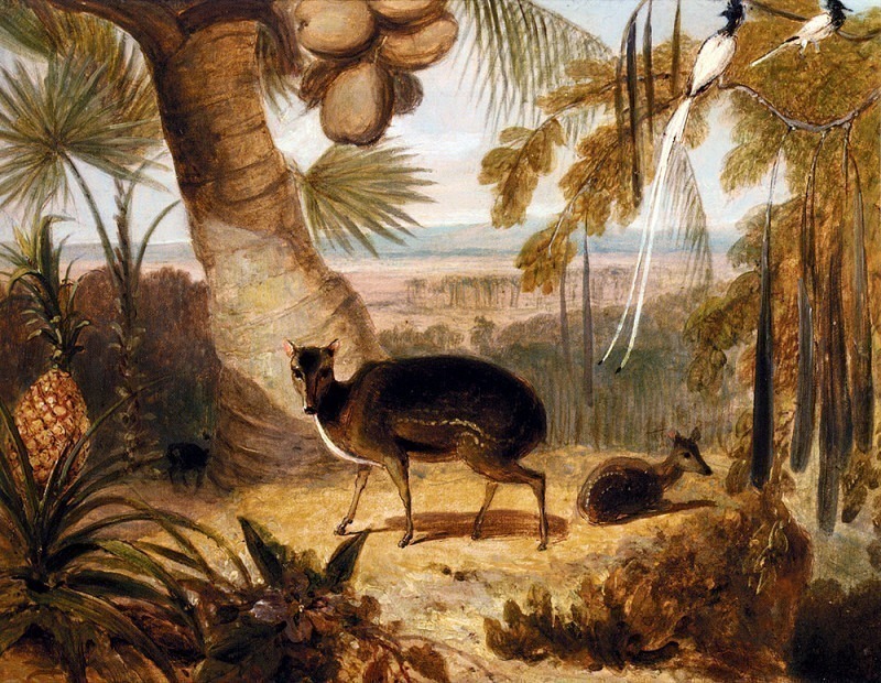 Musk Deer And Birds Of Paradise. William Daniell