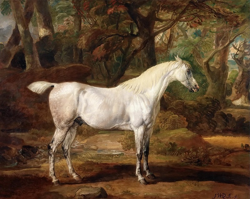 Grey Arabian stallion, the property of Sir Watkin Williams-Wynn. James Ward