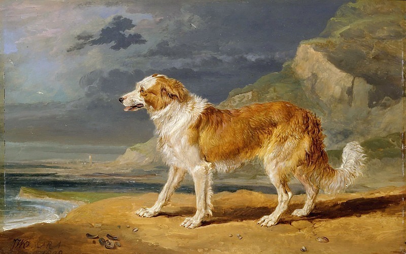 Rough-Coated Collie. James Ward