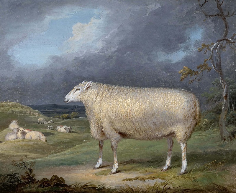 A Border Leicester Ewe