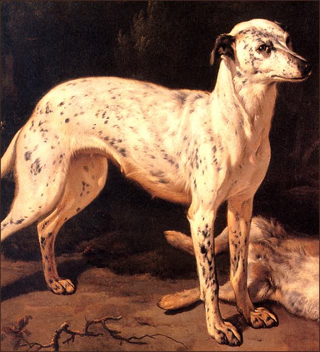 bs-ahp- Jean- Baptist Weenix- Dog Standing By A Dead Hare. Ян Баптист Веникс (detail)
