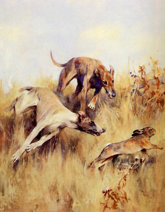 Wardle Arthur Greyhounds in chase of a rabbit Sun. Arthur Wardle