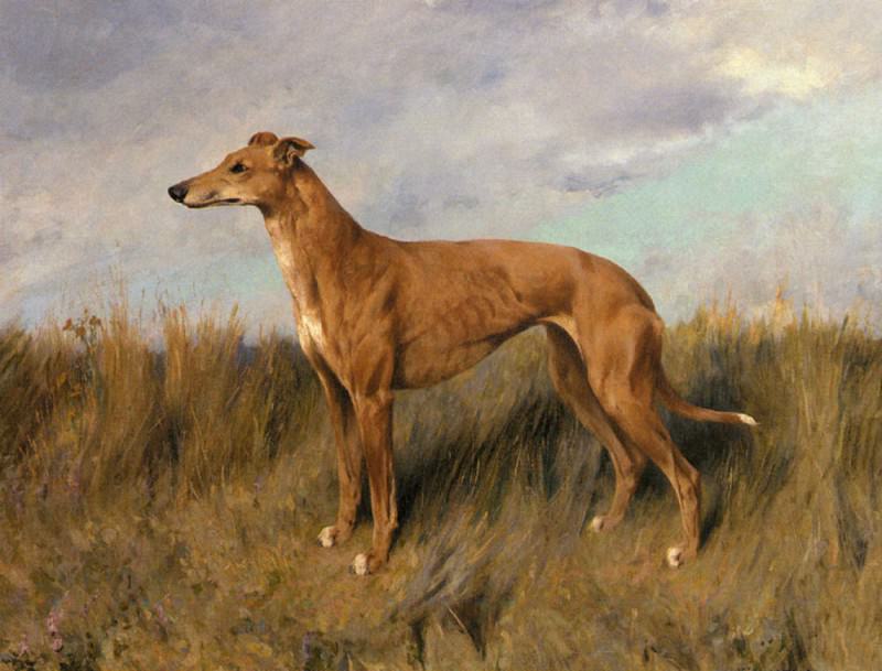 Wardle Arthur Henrietta Horn A Greyhound. Arthur Wardle