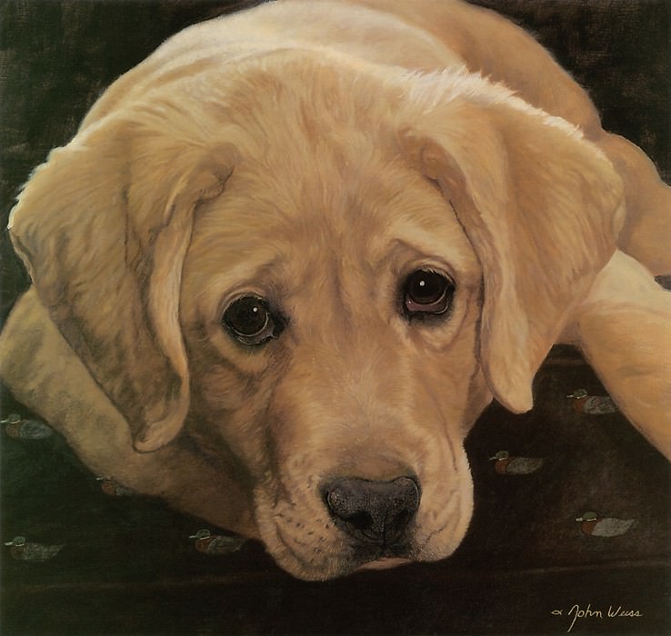 kb Weiss John-Yellow Labrador Retriever Pup. John Weiss