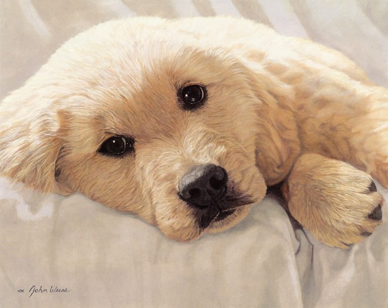 kb Weiss John-Golden Retriever Pup. John Weiss