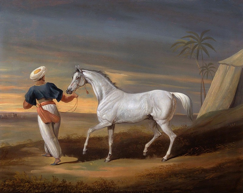 Signal, a Grey Arab, with a Groom in the Desert. David Dalby of York