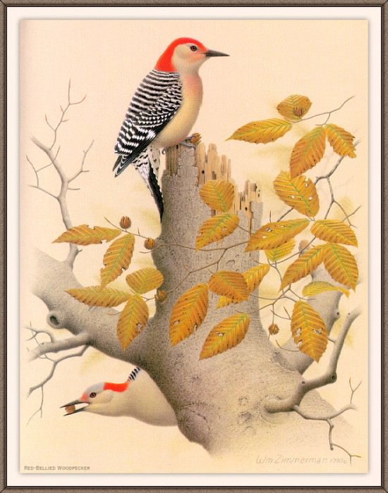Sj WbZ 02 Red-bellied Woodpecker. Альберт Циммерман