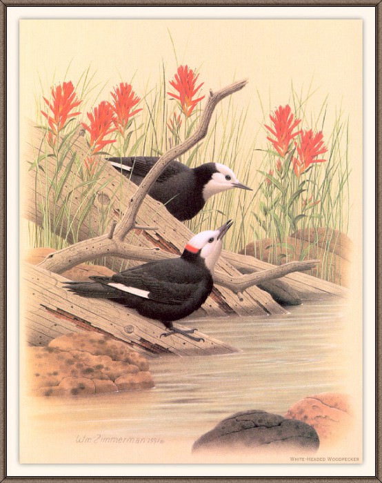Sj WbZ 09 White-headed Woodpecker. Albert Zimmerman