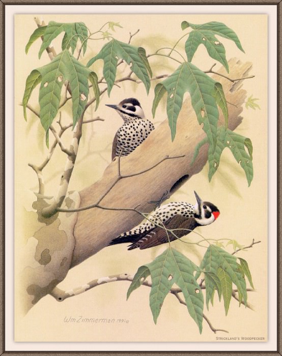 Sj WbZ 20 Stricklands Woodpecker. Альберт Циммерман