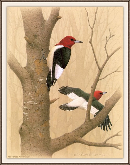 Sj WbZ 01 Red-headed Woodpecker. Альберт Циммерман