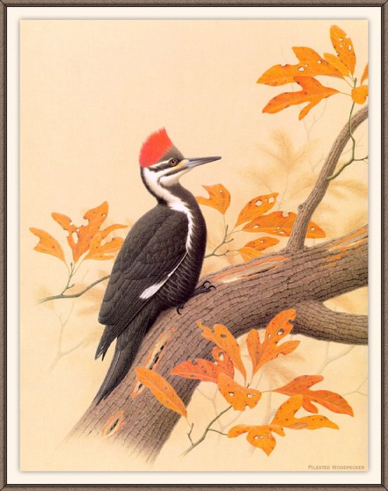 Sj WbZ 10 Pileated Woodpecker 1. Albert Zimmerman