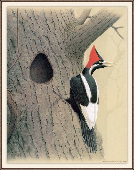 Sj WbZ 27 Ivory-billed Woodpecker 2. Albert Zimmerman