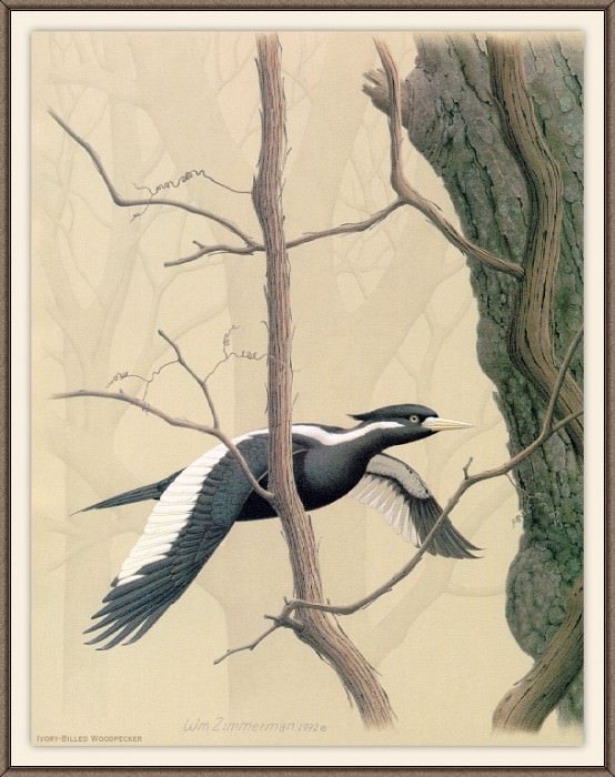 Sj WbZ 26 Ivory-billed Woodpecker 1. Albert Zimmerman