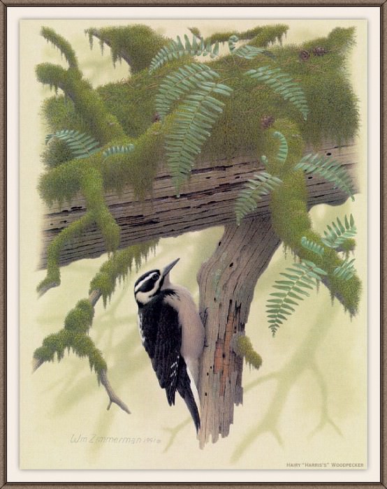 Sj WbZ 22 Hairy Harriss Woodpecker. Albert Zimmerman