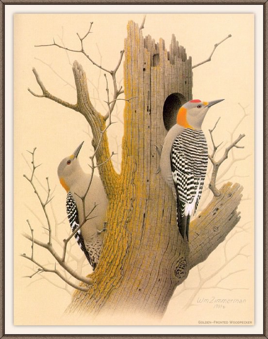 Sj WbZ 18 Golden-fronted Woodpecker. Альберт Циммерман