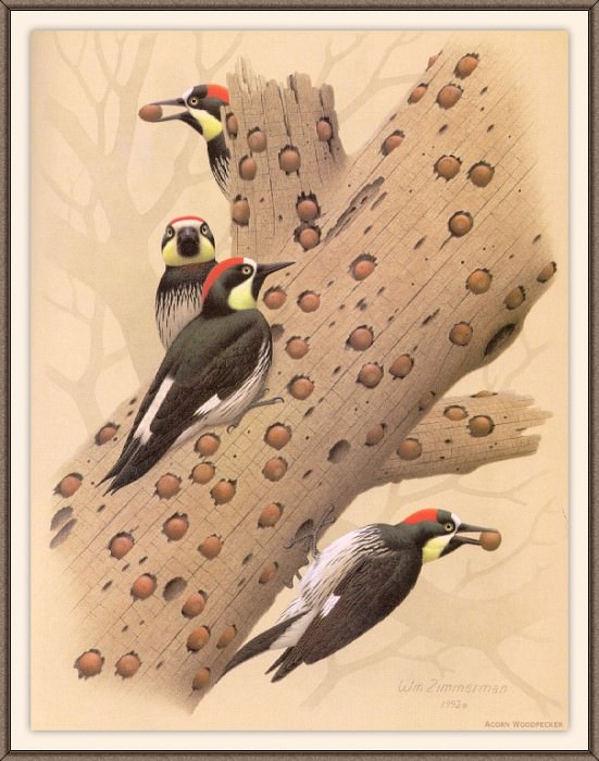 Sj WbZ 13 Acorn Woodpecker. Albert Zimmerman